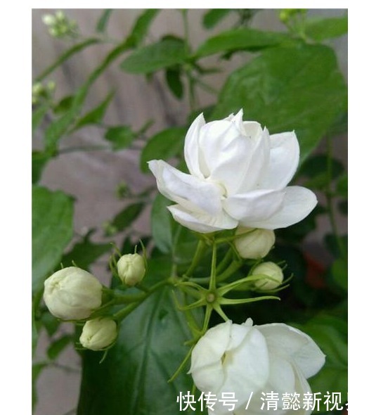 花友们|老花匠养茉莉,每次浇水加点酸,茉莉开花上瘾,半年会开了4次