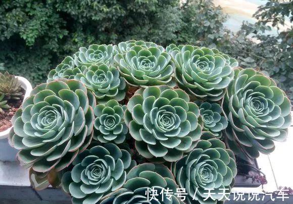 养不死的多肉排名,入坑必选,普货练手不怕浪费