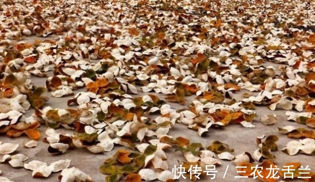 柑橘|药店常见的“陈皮”，是不是把桔子皮晒干就是了？看完才知太单纯