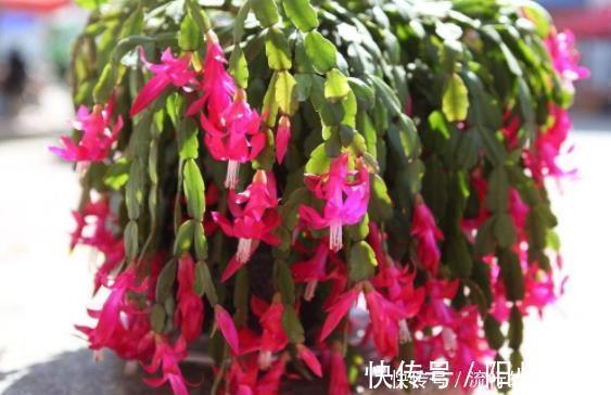 蟹爪兰|蟹爪兰叶片蔫了不恢复？及时“亡羊补牢”还不晚，但要掌握好技巧