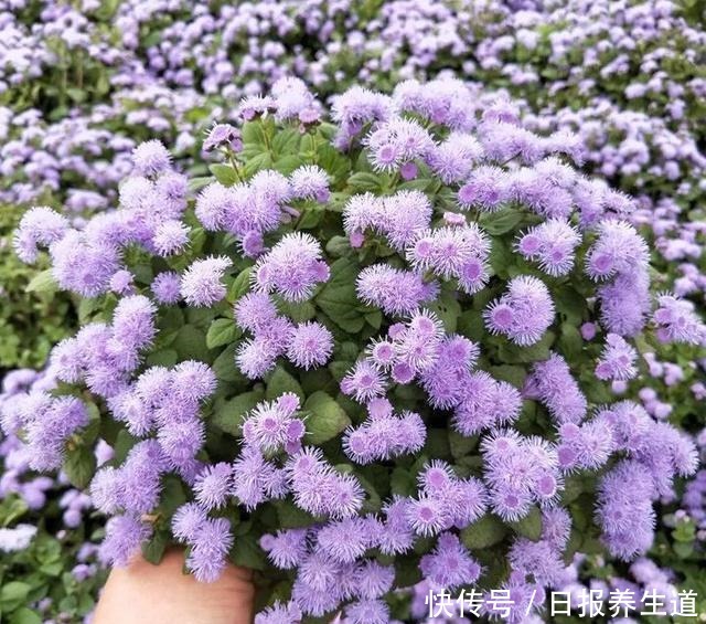 若有院子,养些紫色的花吧,高级又浪漫!