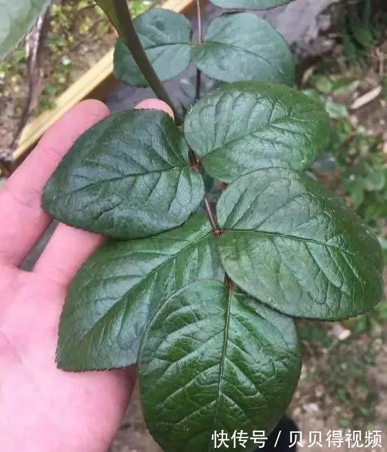 月季种植大忌,月季肥害了怎么办,急救小贴士在此