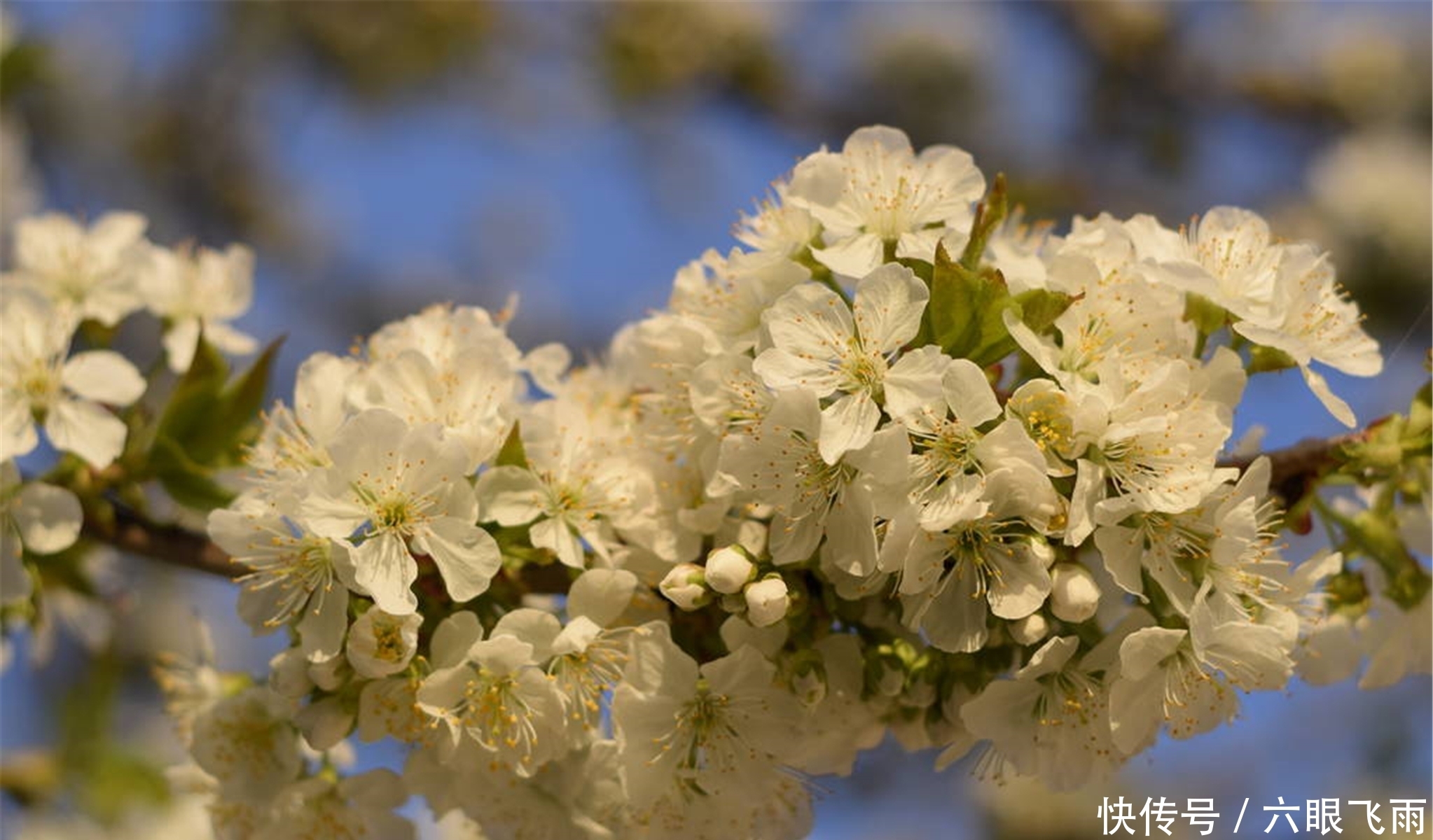 龙达|元稹樱桃花丽诗两首：樱桃花，一枝两枝千万朵，花砖曾立摘花人