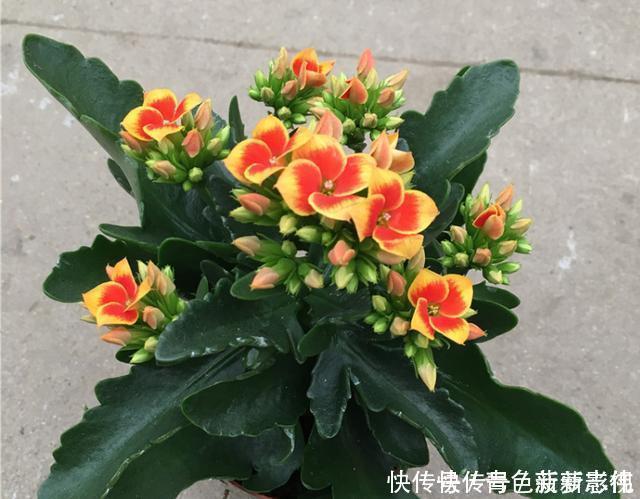 11、12月,长寿花蟹爪兰容易饿,7天喂1次,花苞挤着长