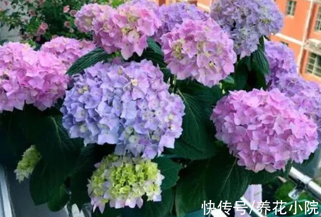 植株|5种花卉，需要“冻一冻”，才能开出漂亮的花朵