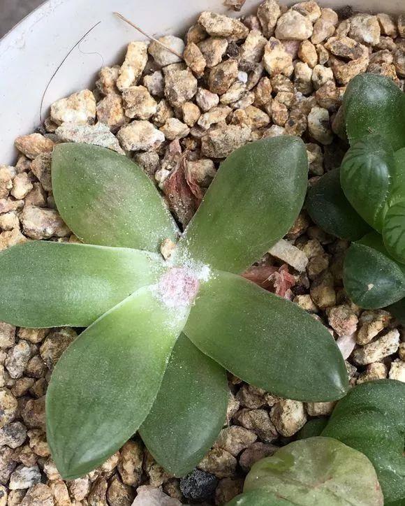 玉露徒长成“筷子”,找根线一拉,制服徒长不成问题!