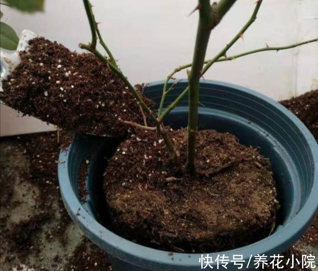 花盆里出现3个“信号”,说明该给它翻盆,否则养啥花也不长