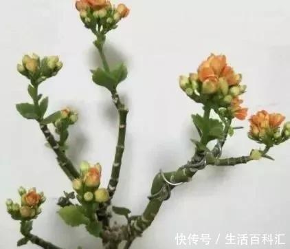 2种“便宜花”,用1招养成“老桩”,美死了,给“1万”都不卖