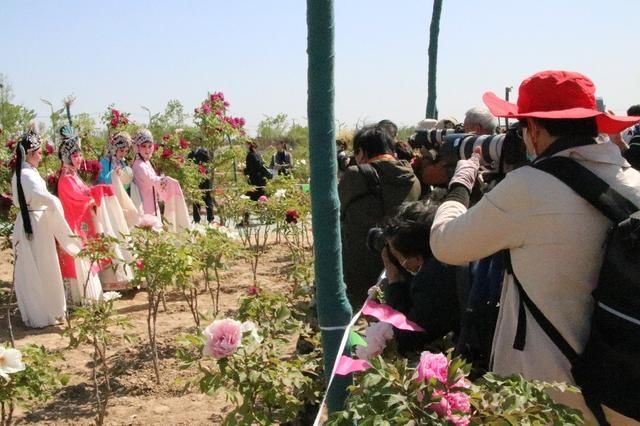 菏泽2000余株百年牡丹绽放 别样风情打卡