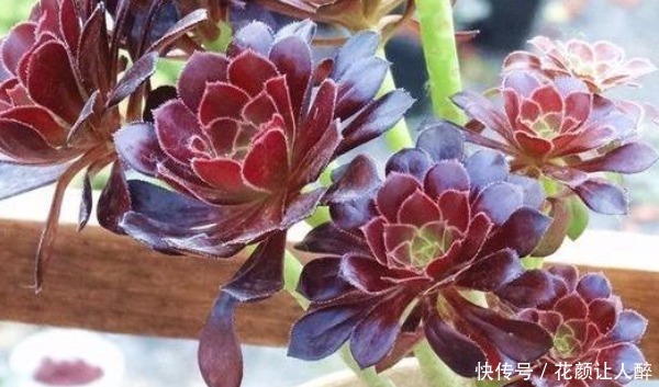 劳尔|最皮实的四种多肉，养到就是赚到，竟然随便养养变成老桩