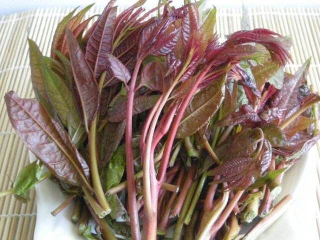 香味|香椿好吃功效多,但春季吃香椿有1个禁忌,还有很多人不清楚