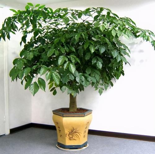 平安树|客厅里要养4种树，不为别的，重点是“寓意”好