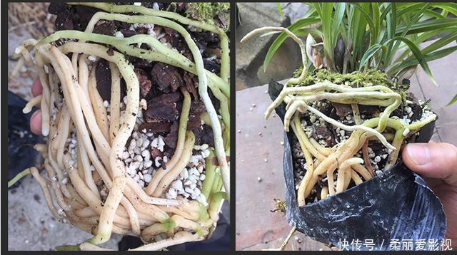 新叶|君子兰有“6怕”,难怪总是养不好,新手规避