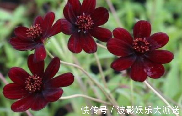 喜欢养菊，就试试“精品菊花”秋英，花开巧克力香味，华贵典雅！