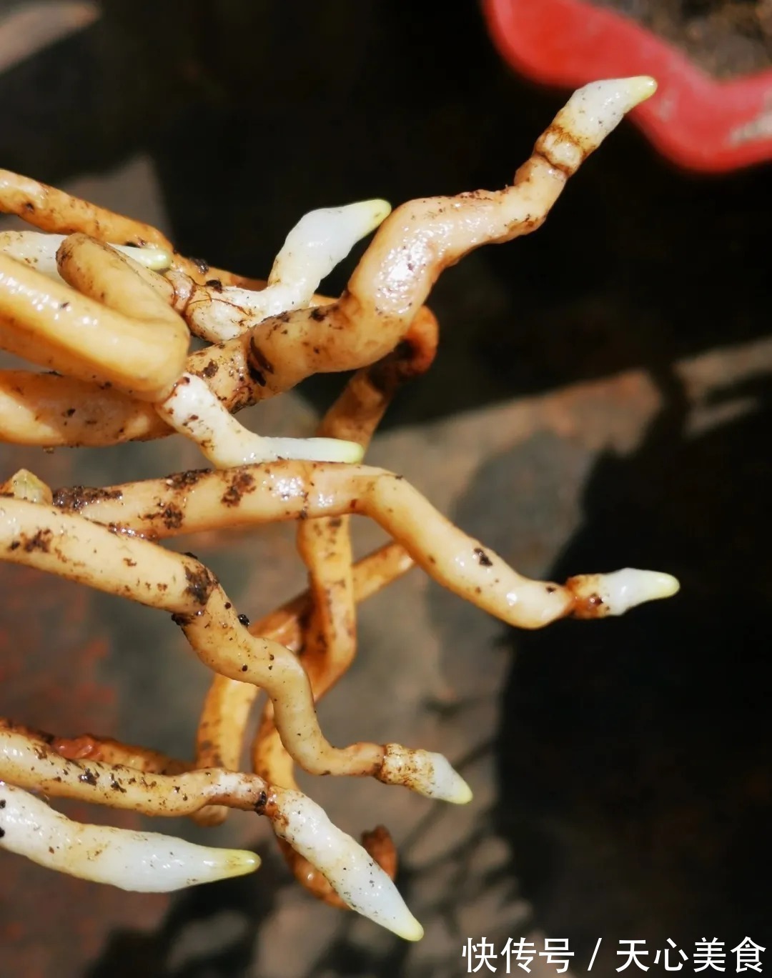 植料|春兰、蕙兰这样种植，4年不翻盆，也从没发现烂根