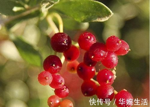 氨基酸|女人对自己好点,多吃3种食物,润肠通便,排毒燃脂,增强体质