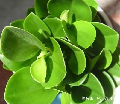 这三种绿植号称二手烟天敌，居家养一盆，空气清新无忧