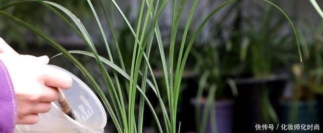 养兰花就一点,养好根就长得旺,其中配土、施肥是重点