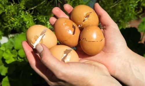 自从学会用蛋壳养花后,家里再没掏过一分钱买肥料