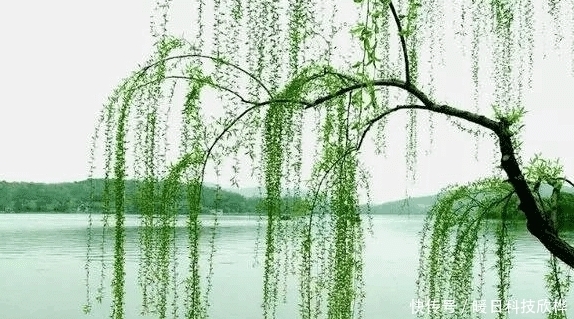 偷吃|先天十大灵根都是什么, 孙悟空偷吃过两种!