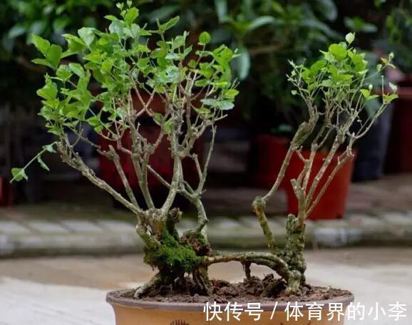 茉莉秋冬盆栽该注意什么？落实好这6点，低温环境不用担心