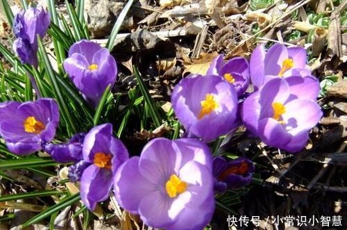 生活中常见的这5种花,看到“开蓝花的”,千万别买,都是骗人的!