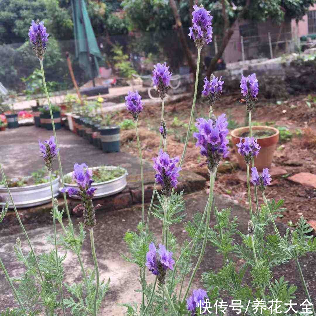 1种“香香草”，香味四溢能安神，耐寒耐旱皮实好养