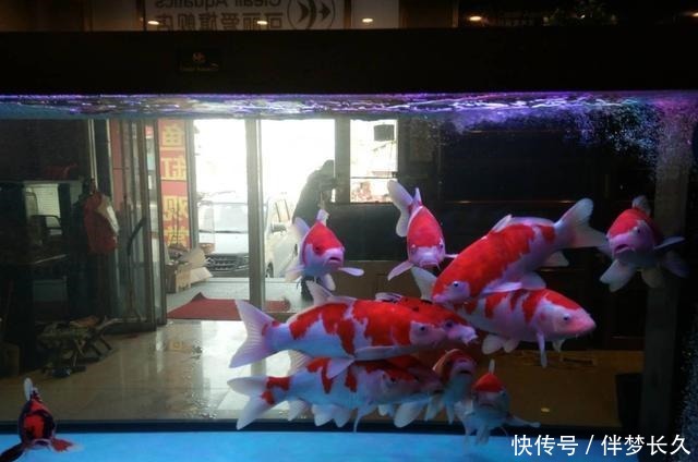 饲养观赏鱼想不死鱼,就要把以下简单的事情重复做,做到熟练为止