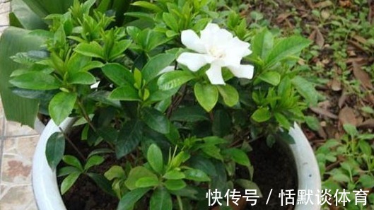 小灾|有着很高的药用价值!家里养上1盆,小病小灾都不怕!