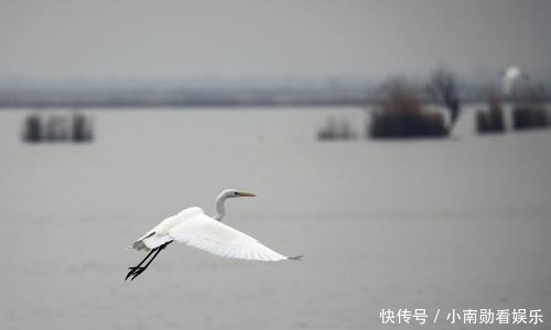 冬日的焦岗湖国家湿地公园｜水天一色 飞鸟翱翔