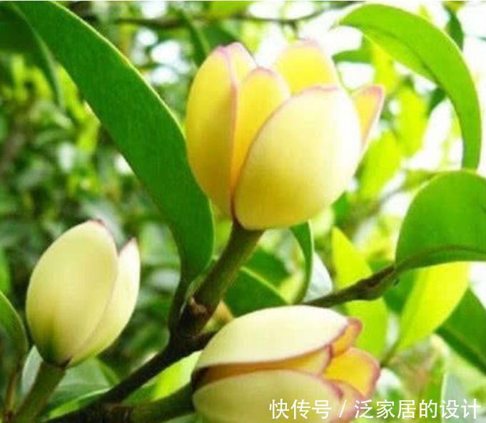 4种花很耐养，沾土就能活，开花就爆盆，不易生病好养护