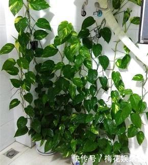绿萝总是“黄叶”,10天浇1瓶“废水”,叶子油绿“大变样”