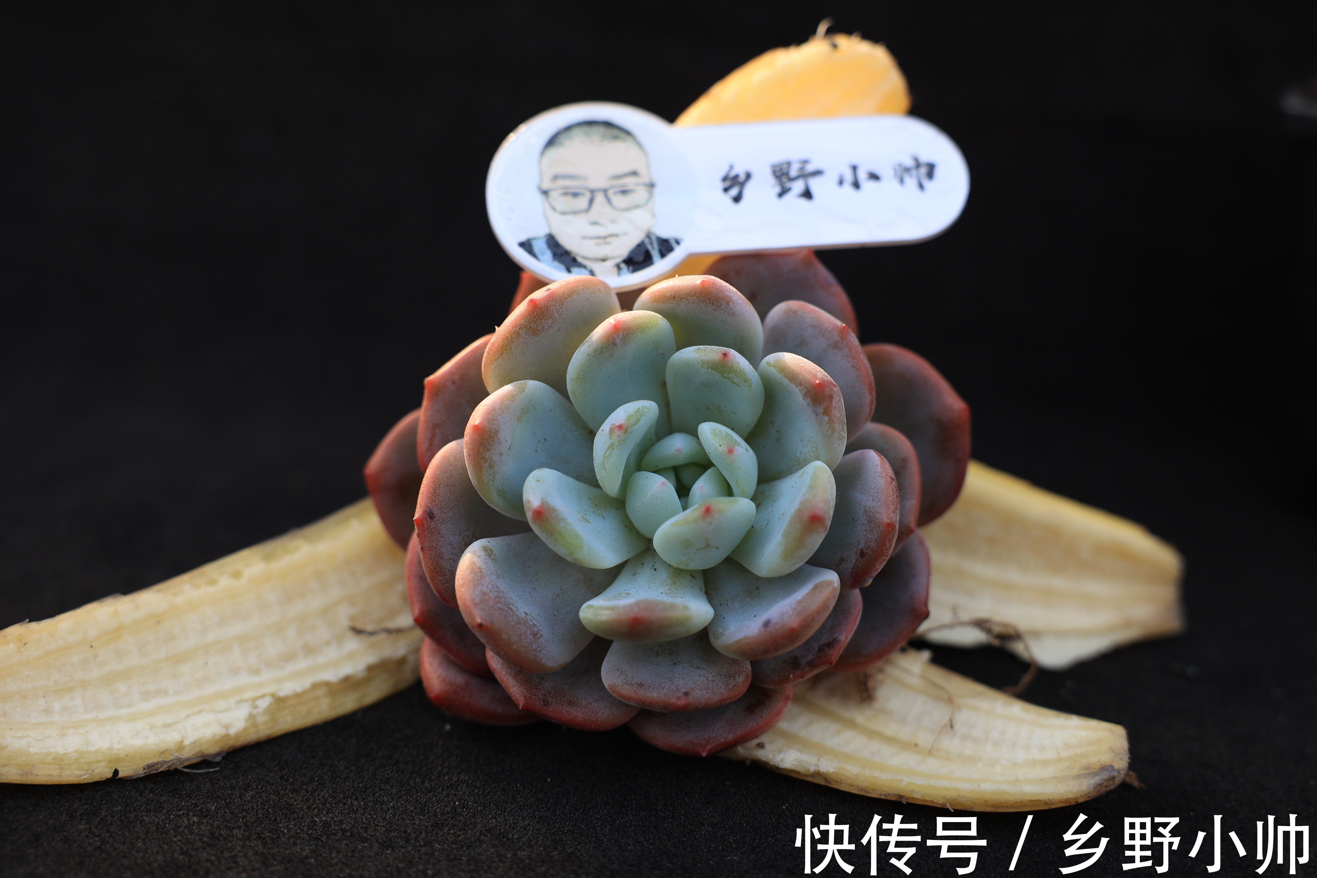 冬天容易掉色摊大饼,养上这些治愈系多肉,冬天也能萌萌哒