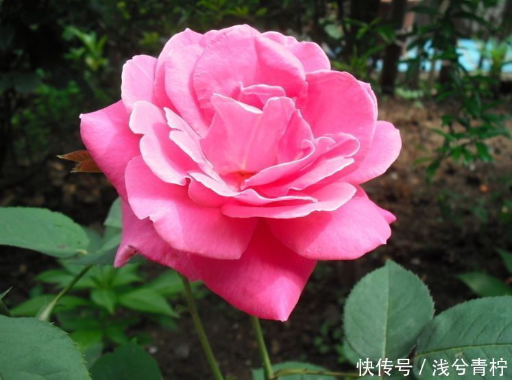 适合养在阳台的花卉,花开不断,沾点水就疯长,开花勤还爱爆盆