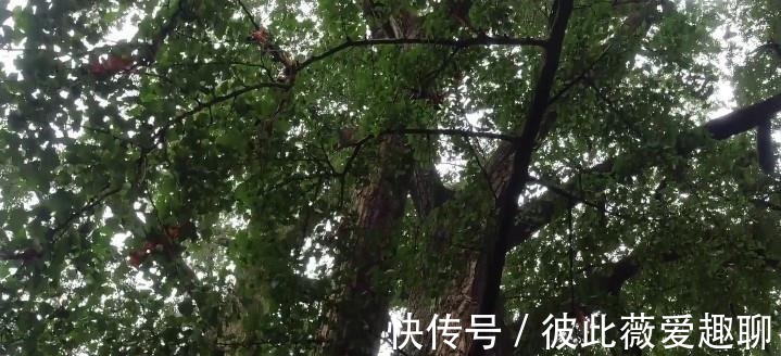 树龄|安徽马鞍山：树龄最长的古银杏树，旁边还有座废弃的寺院