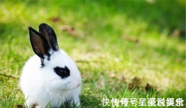 千年!世人皆知“千年王八万年龟”,却不知下句才是精华,堪称识人宝典