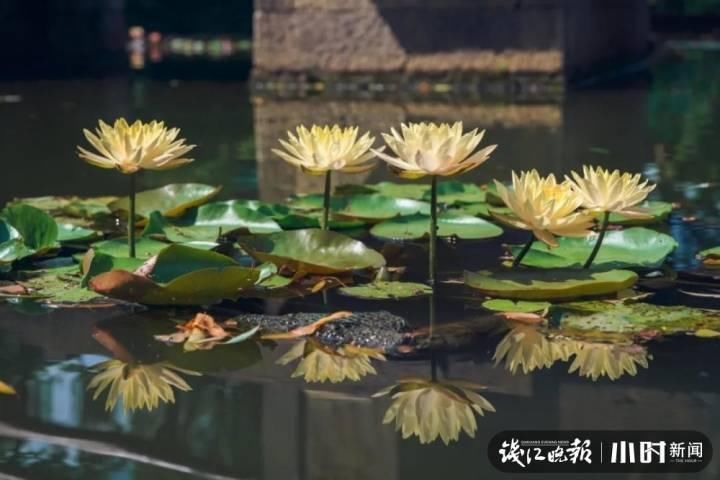 三潭印月|美炸了！三潭印月睡莲中的“大姐大”王莲，开了今年的第一朵花