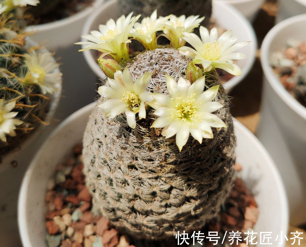 天气渐凉，6种花要“穷养”，水肥多了会伤根，多晒太阳植株壮