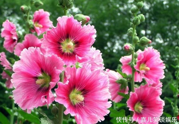 栀子花|4种花养家里，人养花，花也养人，花香四溢飘满屋，美