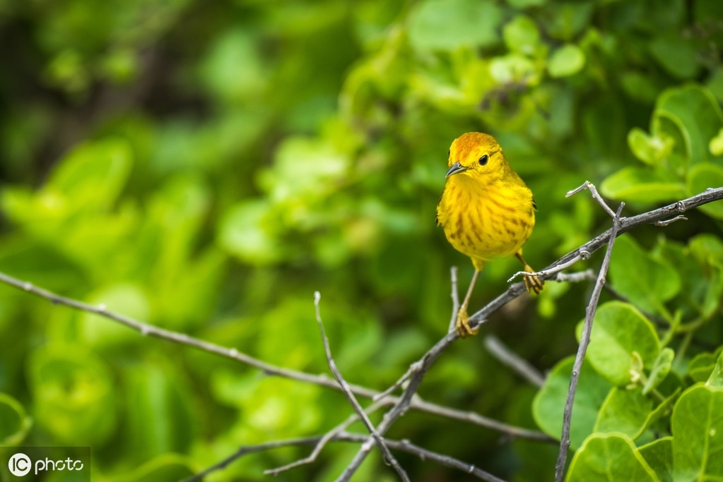 轻盈优美的黄莺鸟,又叫黄鹂_【快资讯】
