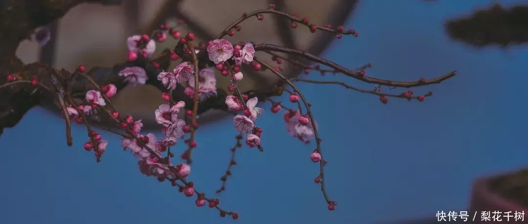 有一种雪，只属于中国，下在了江南