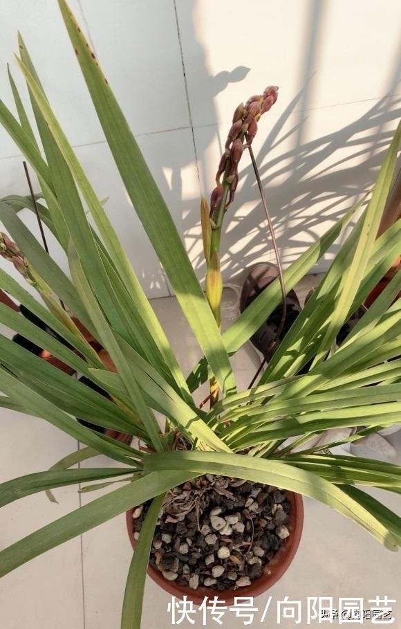 适合北方养的“兰花”,进口洋兰,开花6个月,适合放在客厅