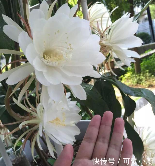 两米高|2种花，20个大花苞一起开，一个白天开，一个夜晚开美死了