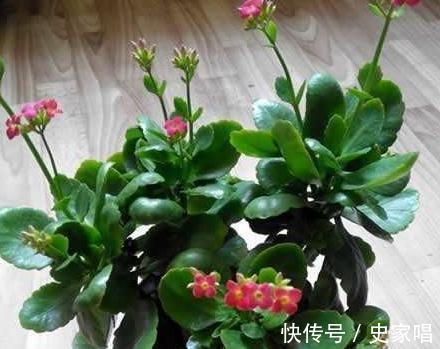 植物孕蕾期时,盆里加一把自制营养肥,开花多花色艳
