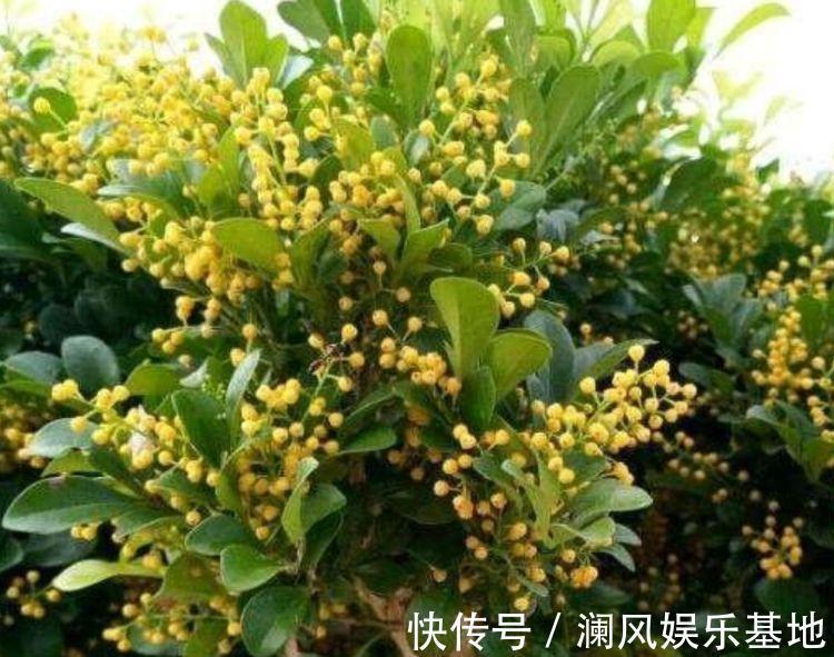 花卉|4款花卉常年开花不断,四季繁花似锦,花期一到开不停歇