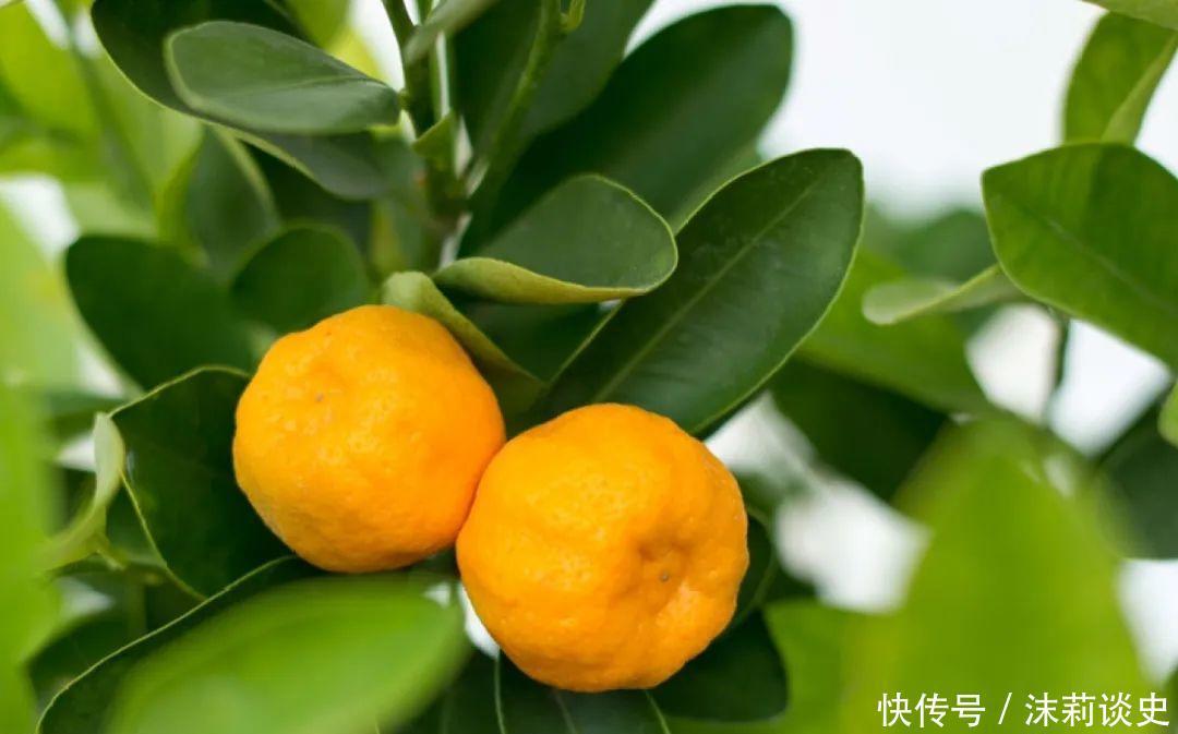 十大最受欢迎年宵花，学会挑选，才不上当