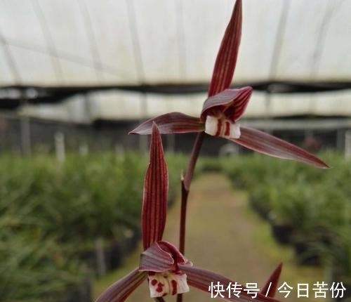 零下10度,“冻不死”的耐寒兰,兰香馥郁,花叶俱美,新手也能养