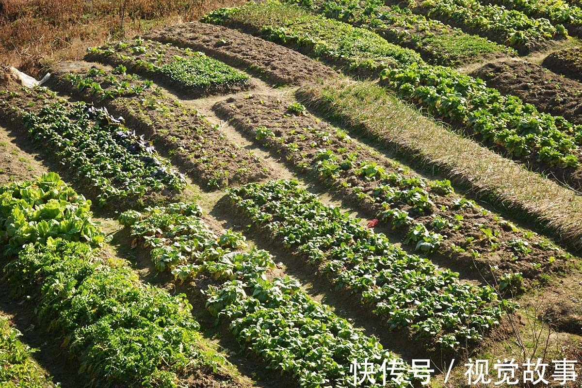 糯稻|80岁大爷住山村，种菜砍柴样样活都干，村民称会“享福”