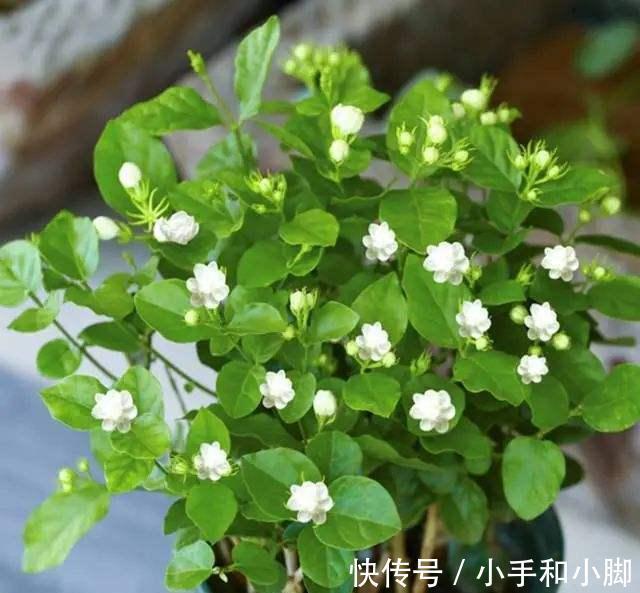 9种“健康花”，能吃能泡茶，客厅养一盆，清洁空气，吉利大气