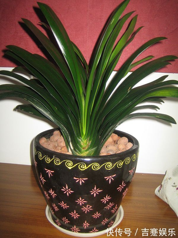 君子兰这样养,长得快、叶子绿、开花到爆盆!